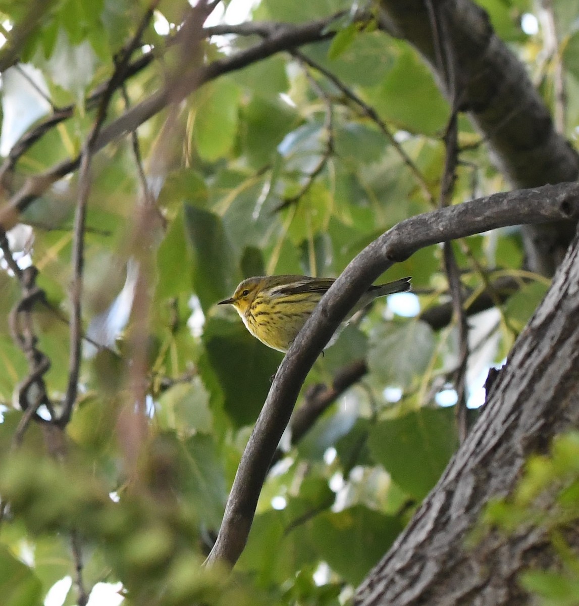 Cape May Warbler - ML491657951