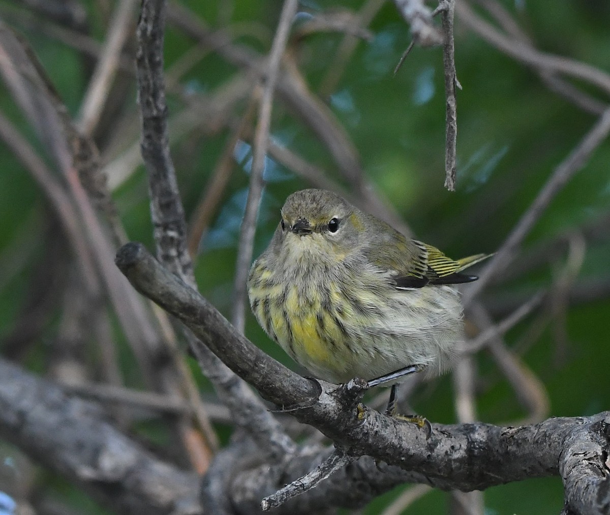 Cape May Warbler - ML491658111