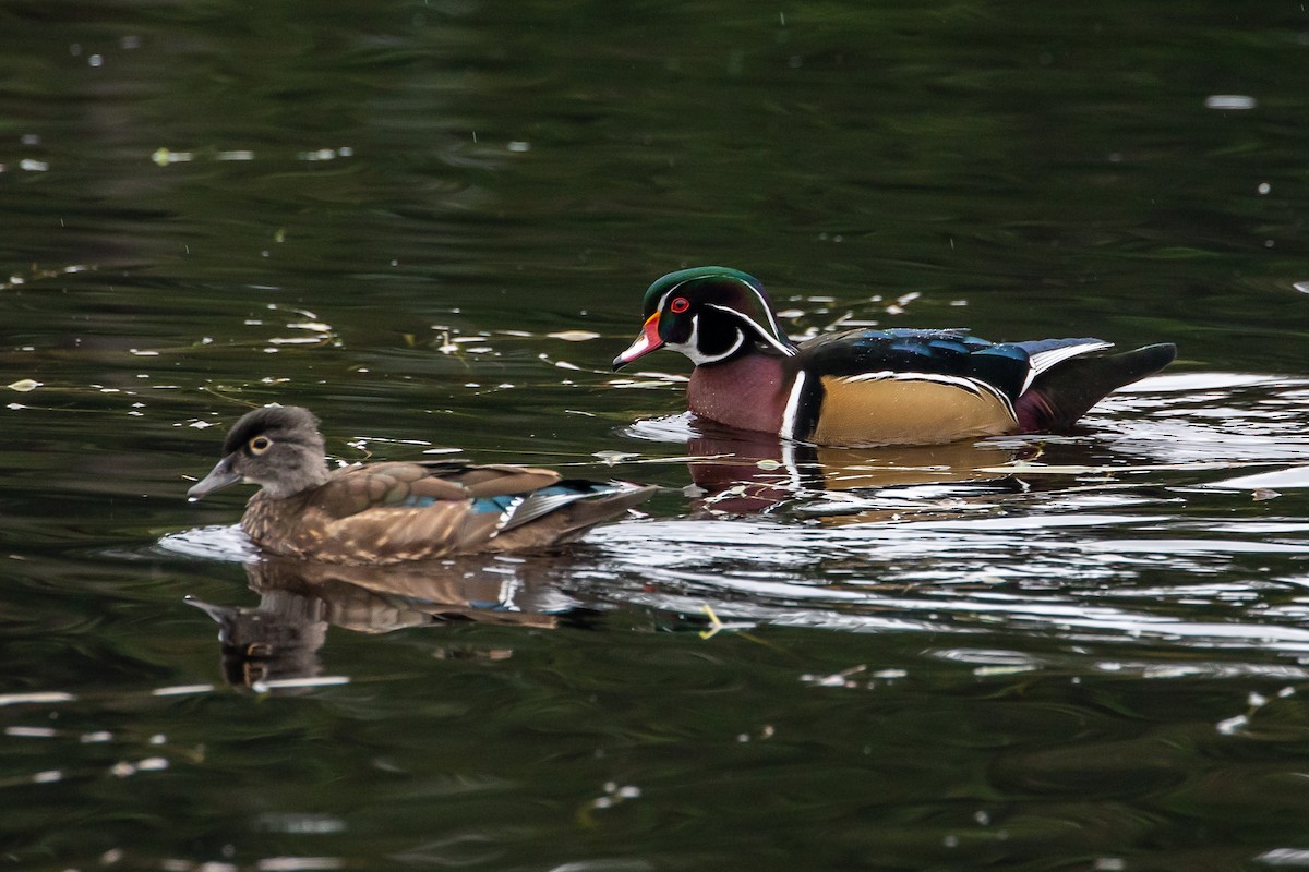 Wood Duck - Denise Turley