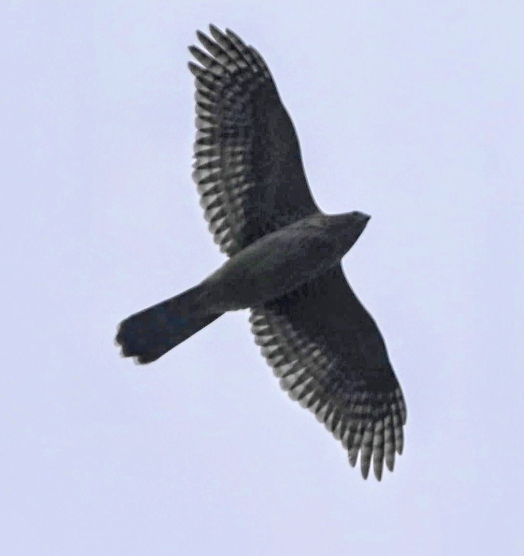 American Goshawk - ML491659541