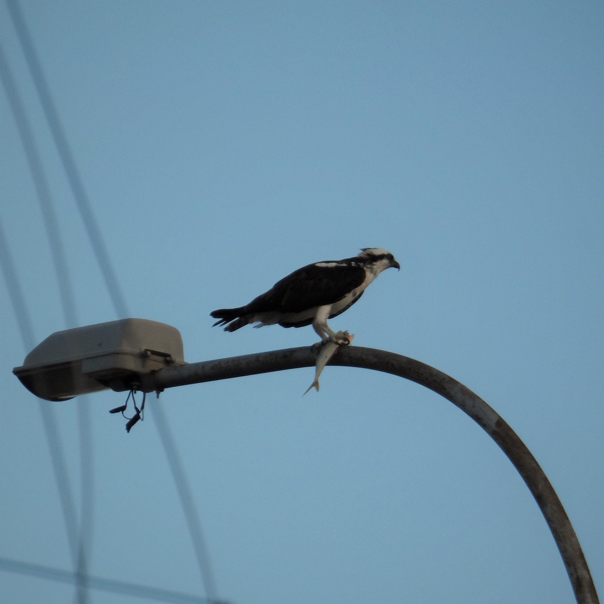 Osprey - libicni Rivero