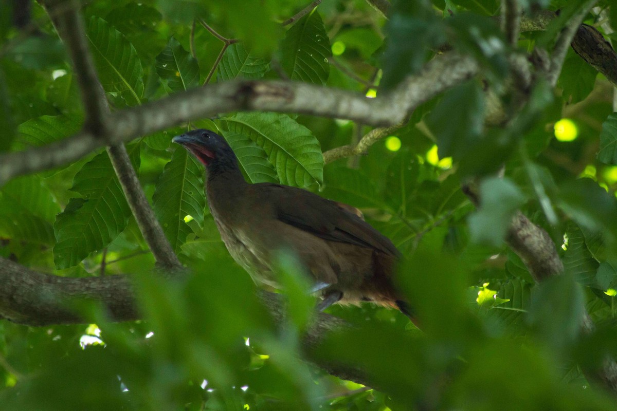 Rufous-vented Chachalaca - ML491660201