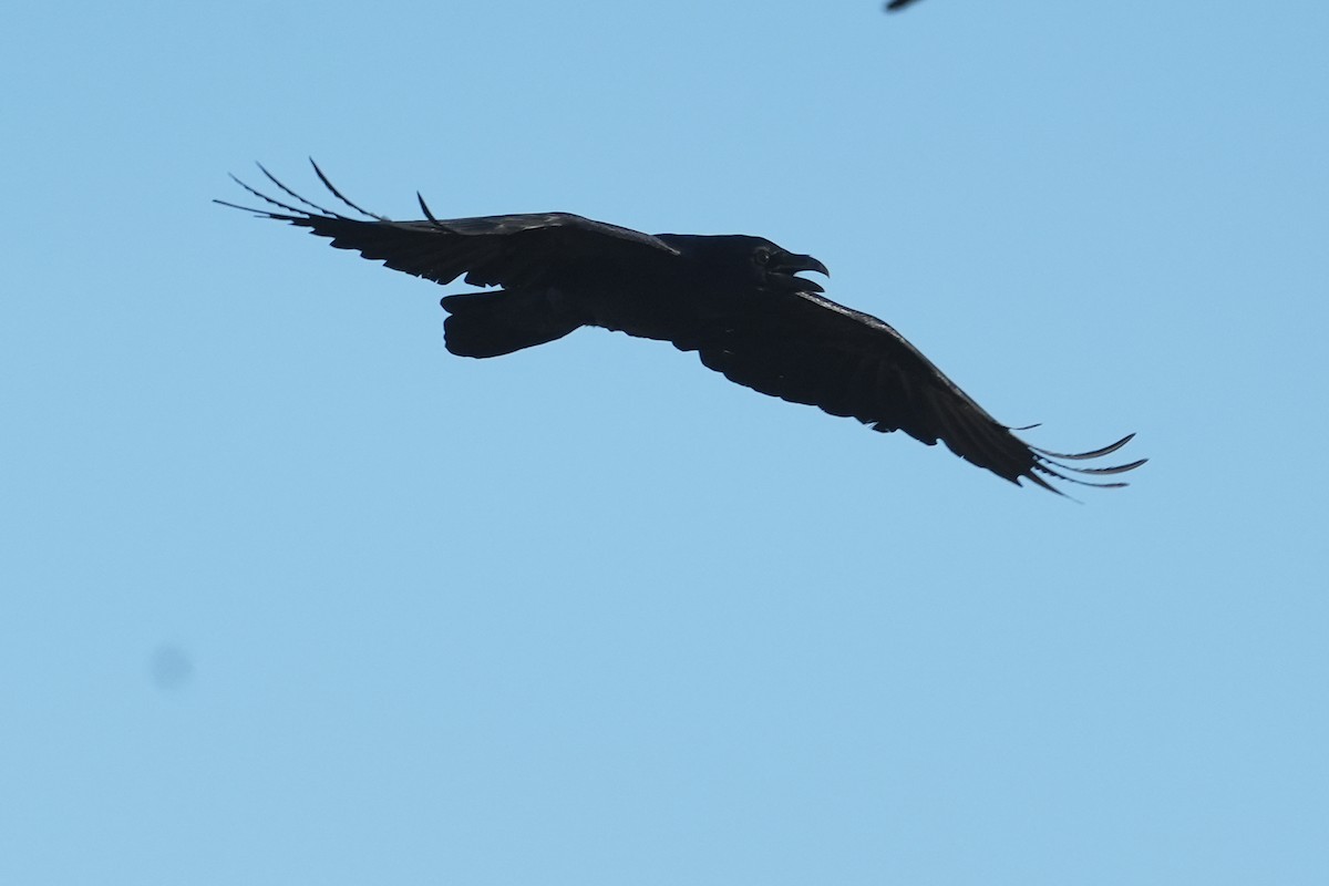 Common Raven - ML491660911