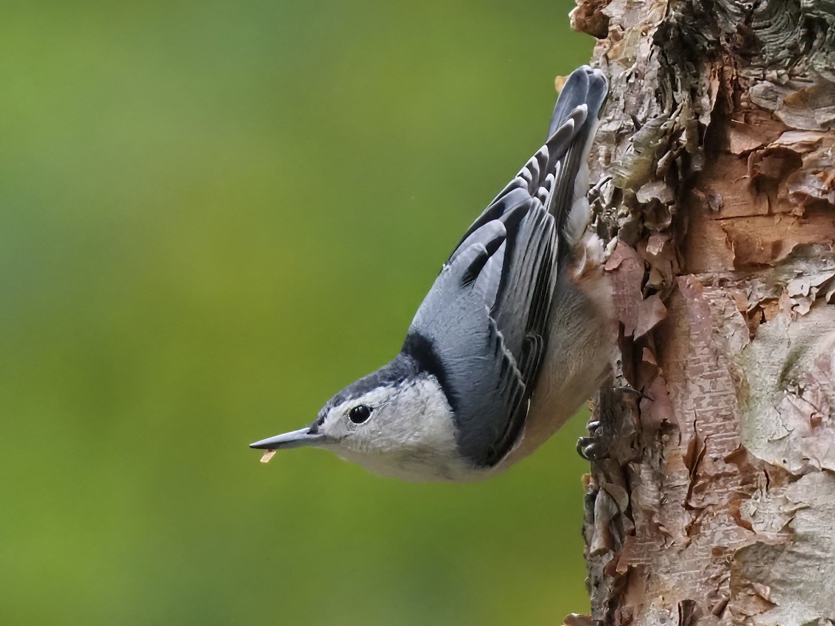 White-breasted Nuthatch - ML491661231