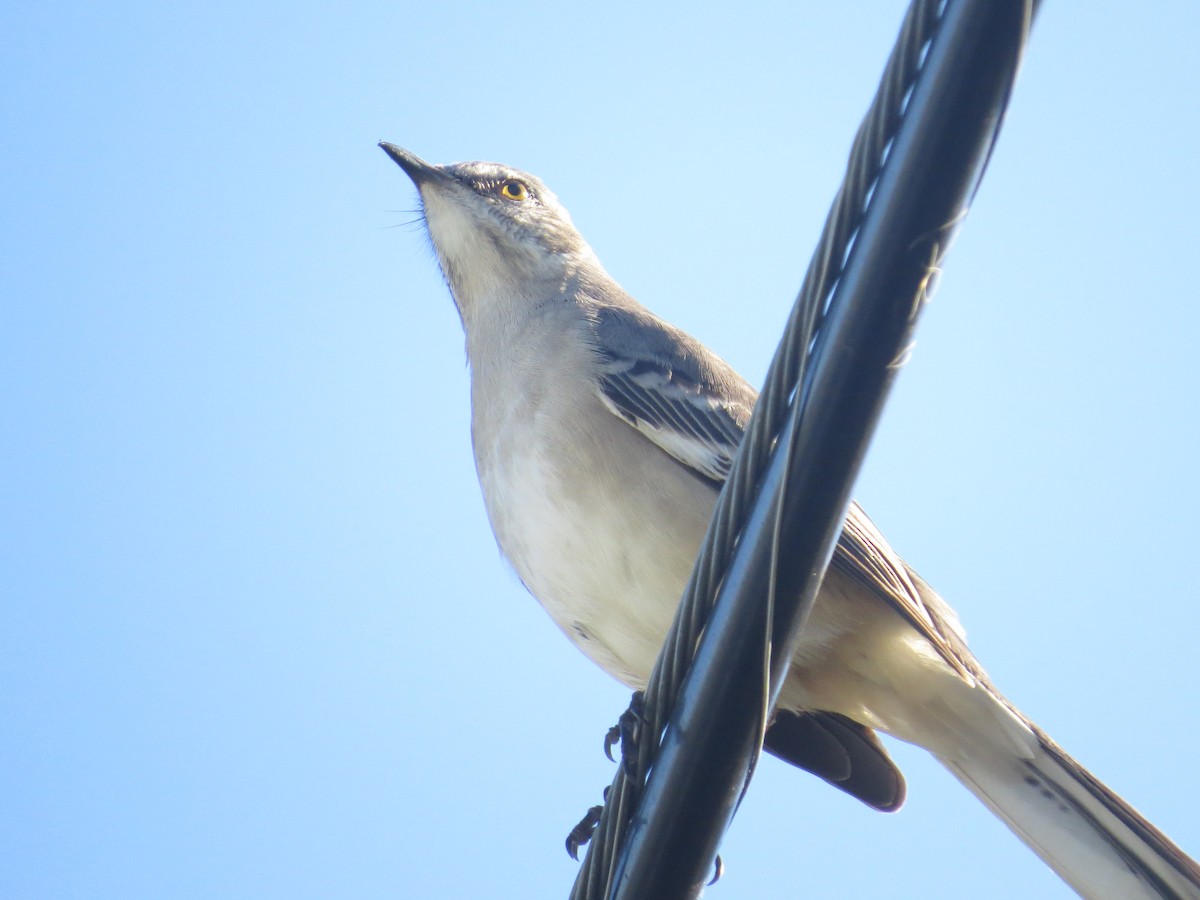 Northern Mockingbird - Ray Miskowski