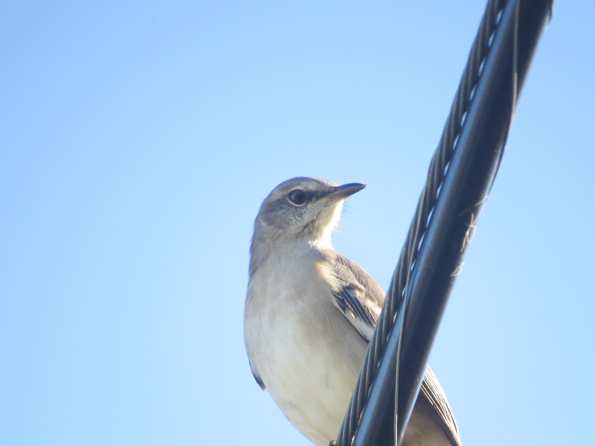 Northern Mockingbird - ML491661521