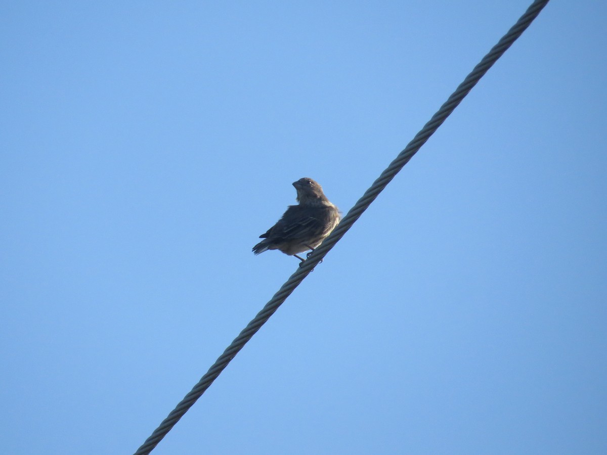 House Finch - Ray Miskowski