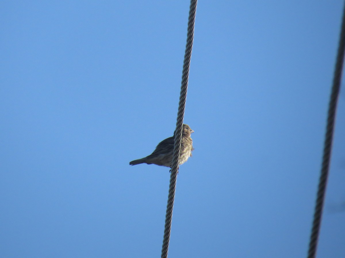 House Finch - ML491661601