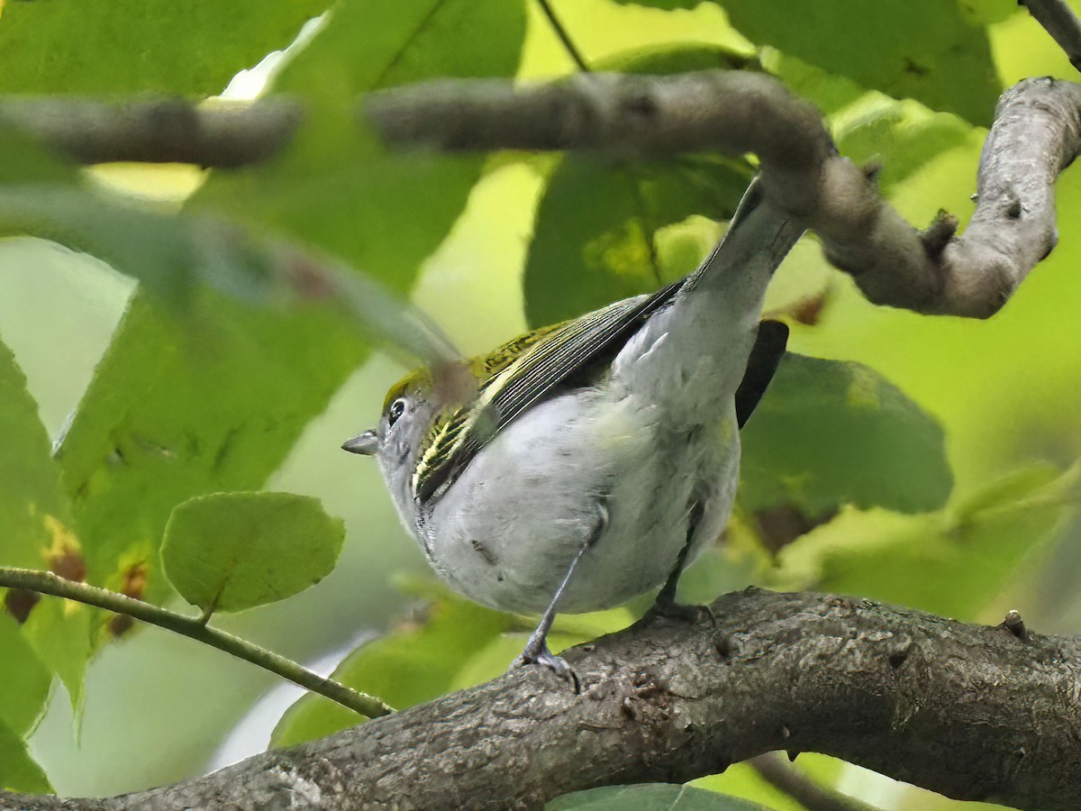 Chestnut-sided Warbler - ML491662171