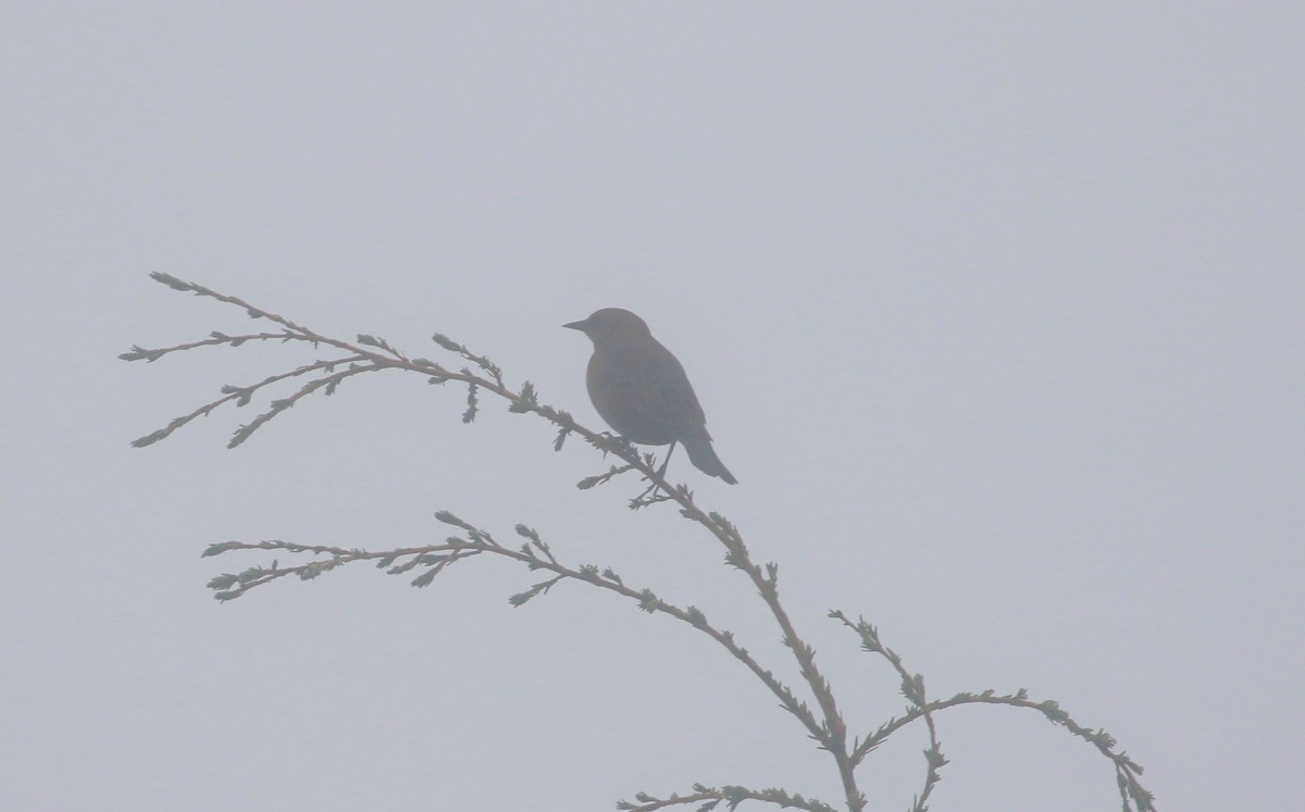 Rusty/Brewer's Blackbird - ML491664491