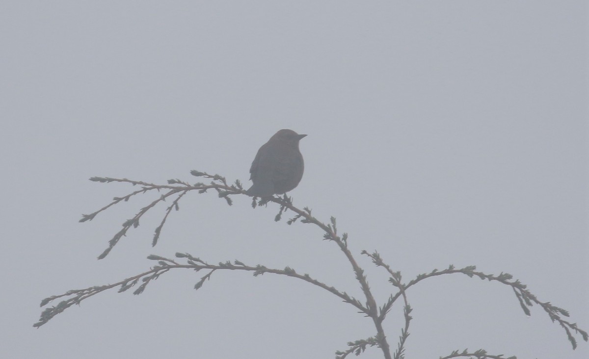 Rusty/Brewer's Blackbird - ML491664501