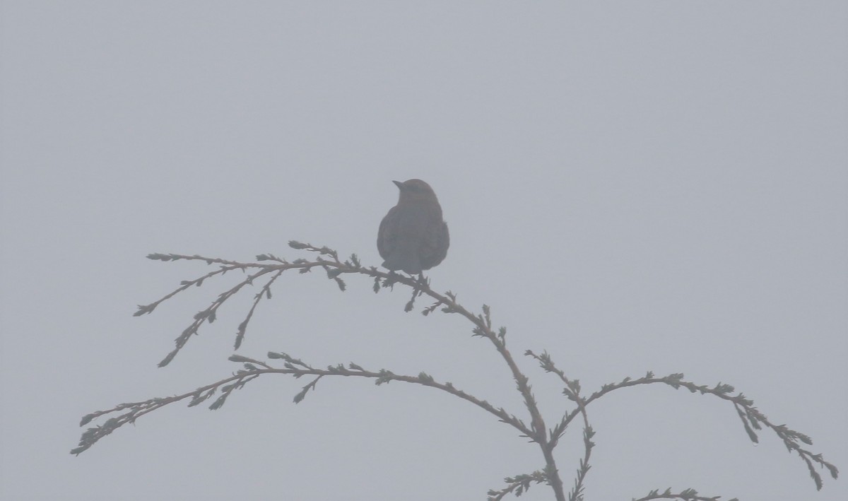 Rusty/Brewer's Blackbird - ML491664511