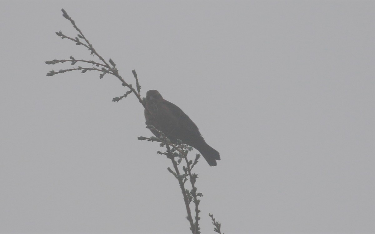 Rusty/Brewer's Blackbird - ML491664521