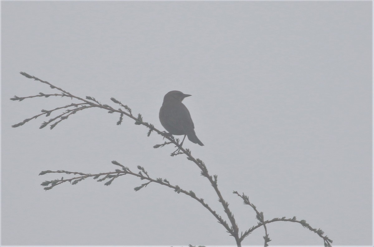 Rusty/Brewer's Blackbird - ML491664531