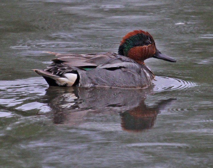 Green-winged Teal - John Cassady