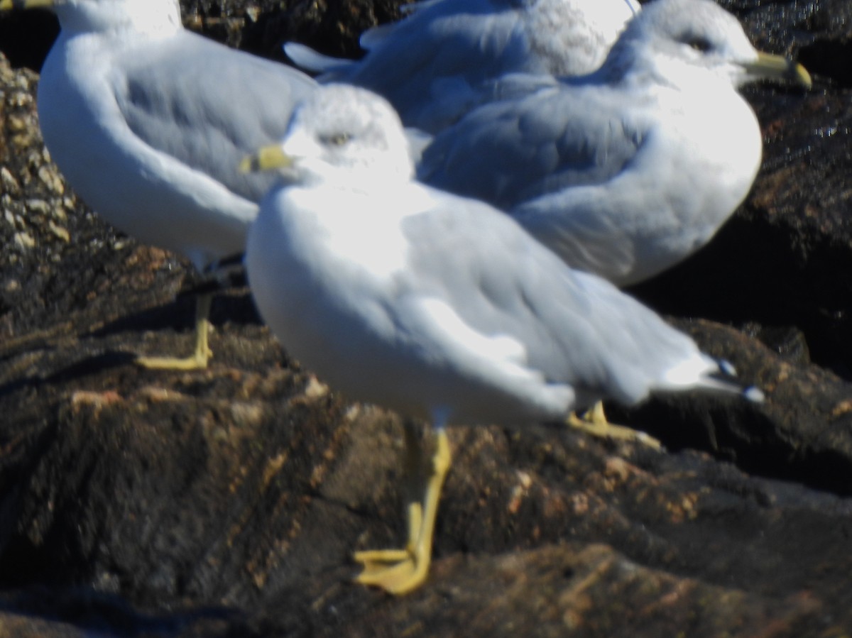 Ring-billed Gull - alan murray