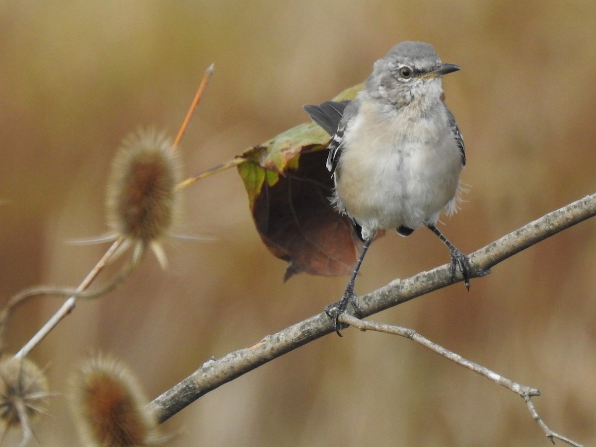 Northern Mockingbird - ML491665471