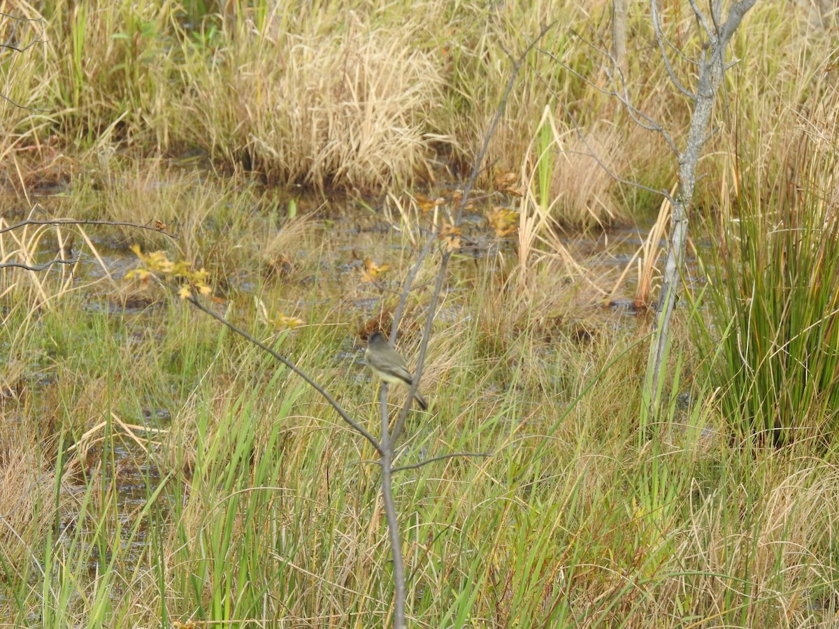 Eastern Phoebe - Bruce Hill