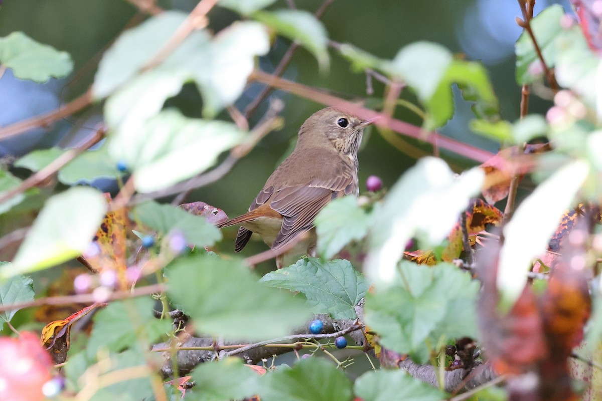 Hermit Thrush - ML491667491