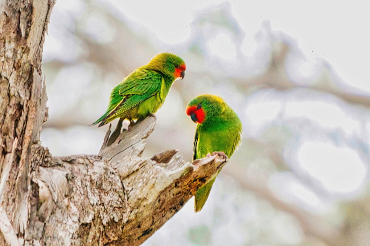 Little Lorikeet - John Kooistra