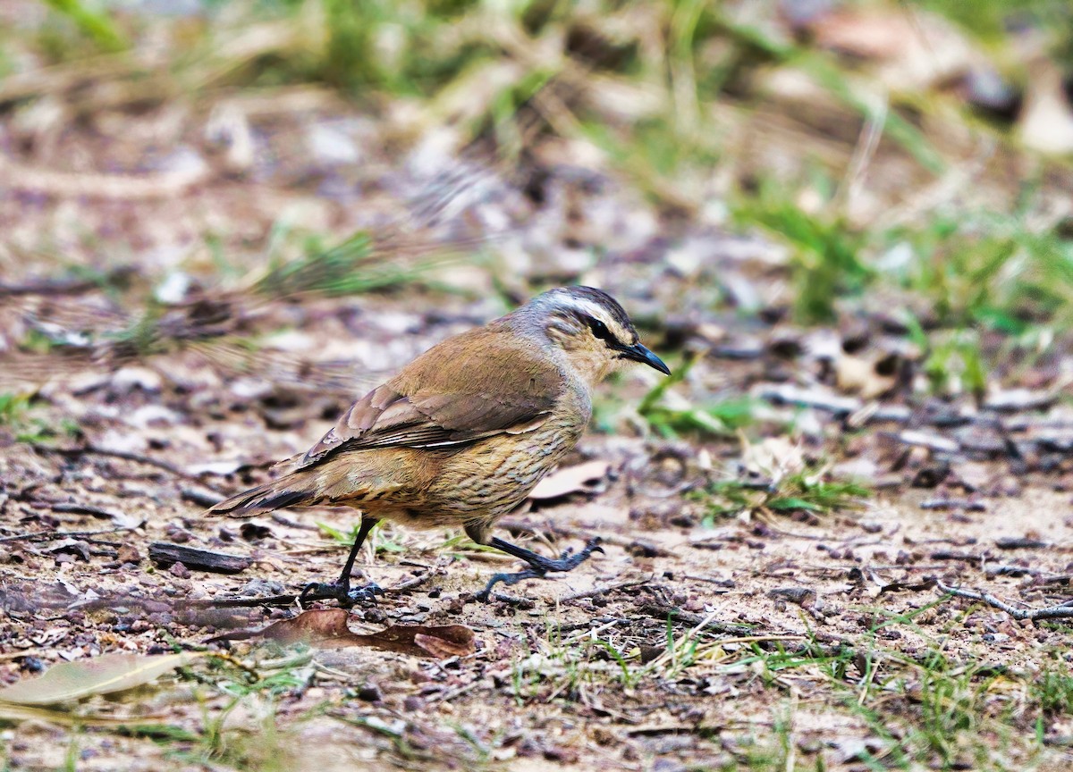 Brown Treecreeper - ML491668851