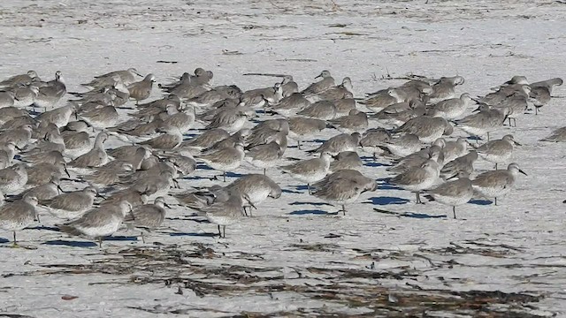 Red Knot - ML491669021