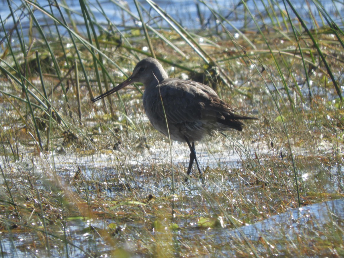 Hudsonian Godwit - ML491669231