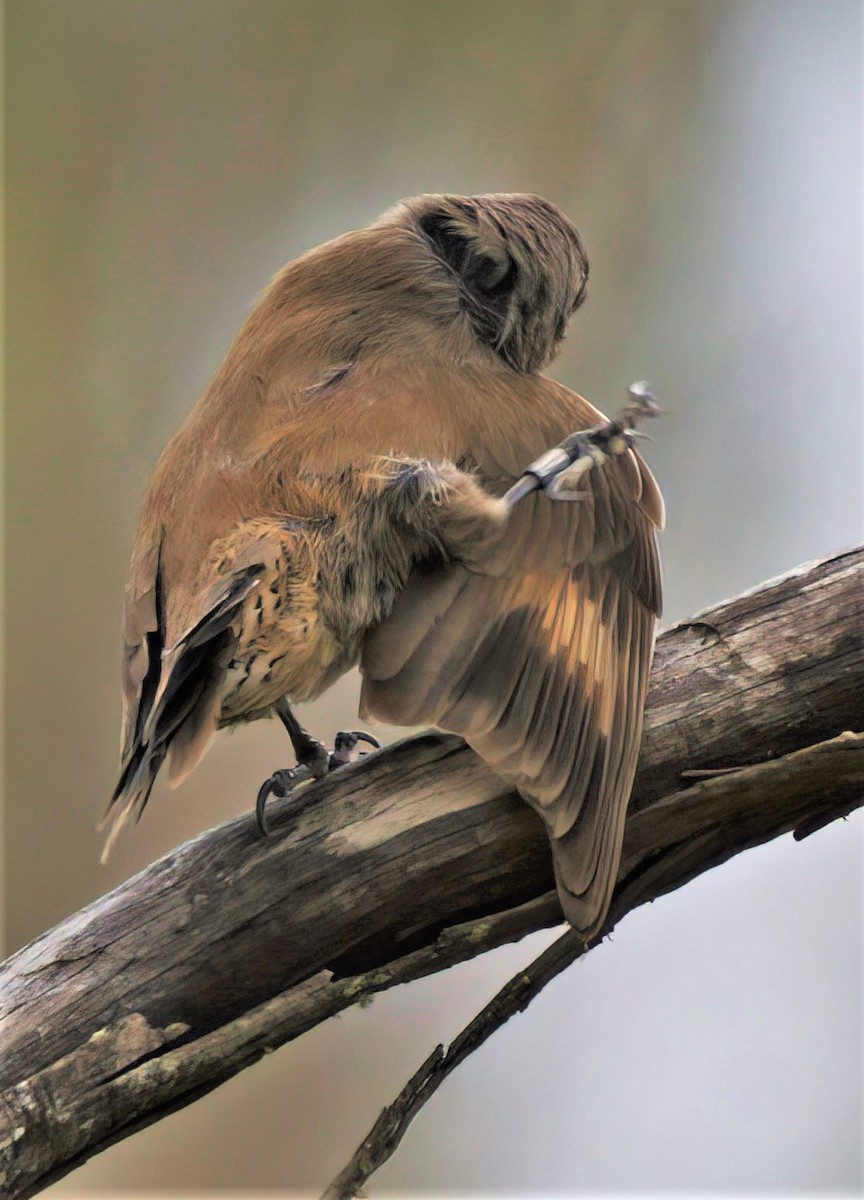 Brown Treecreeper - John Kooistra