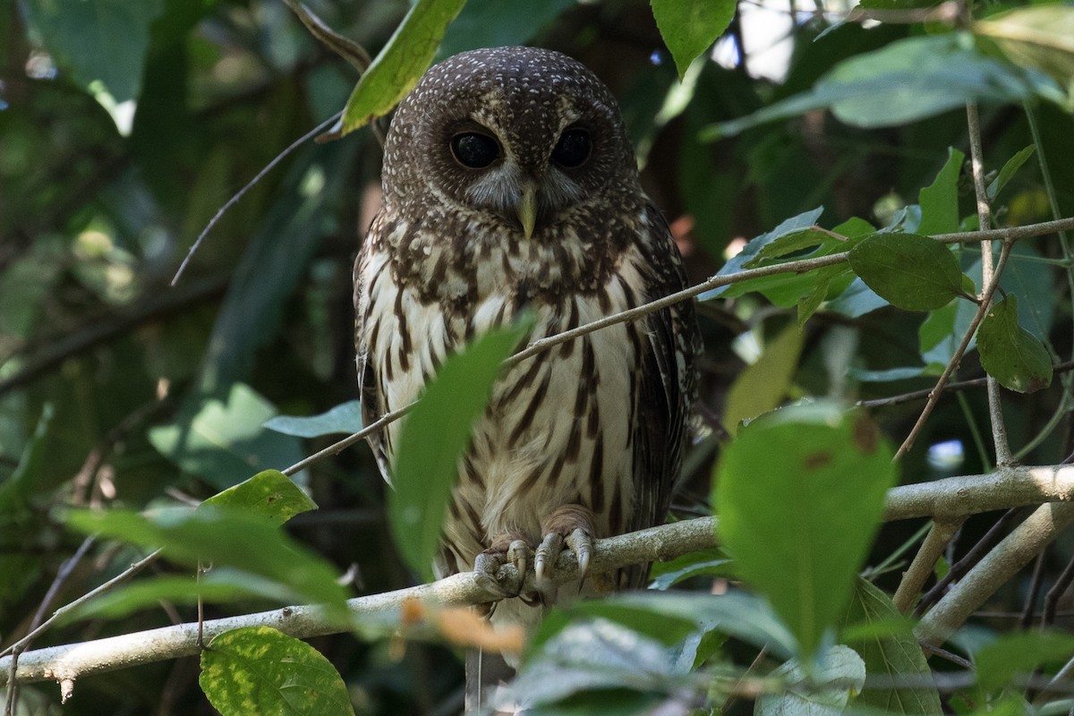 Mottled Owl - ML49166991