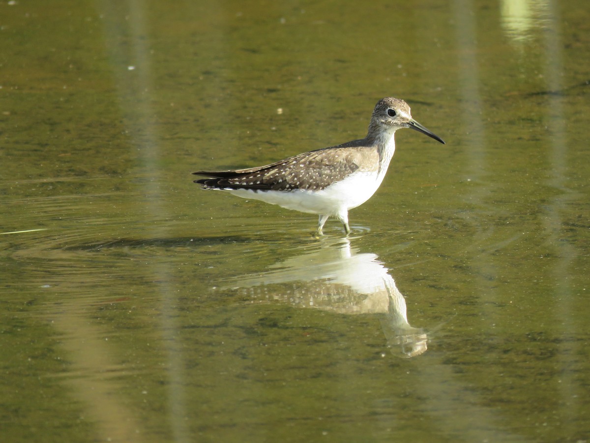 Solitary Sandpiper - ML491669931