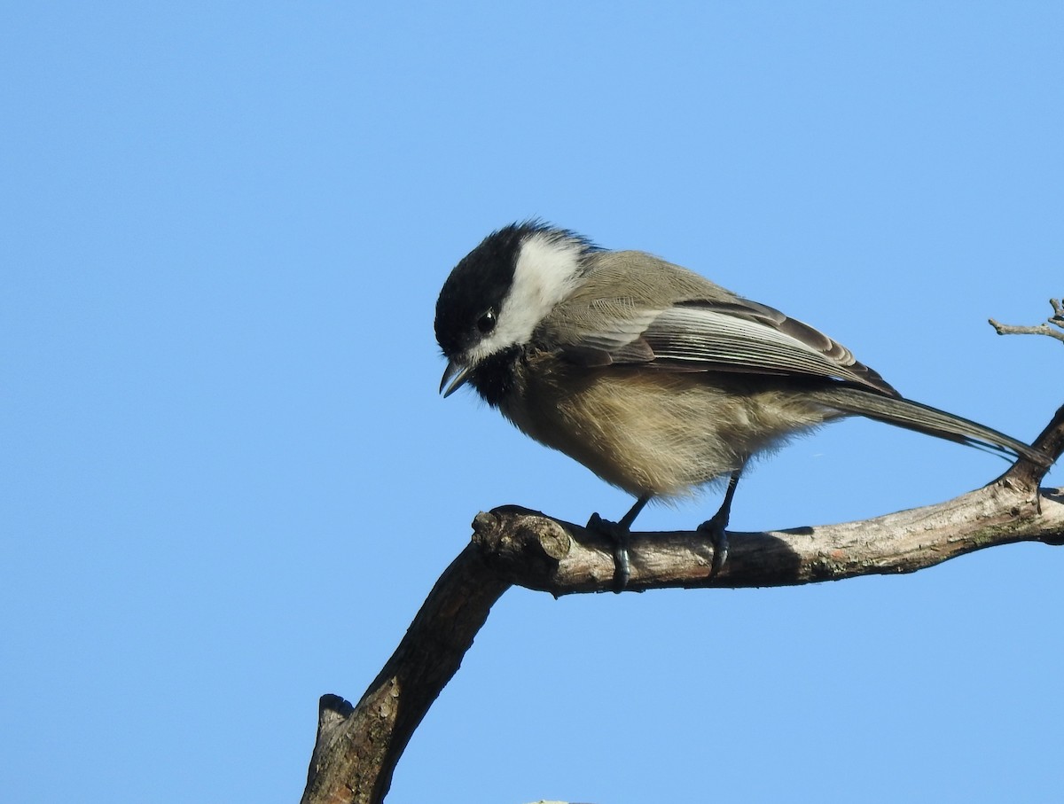 Black-capped Chickadee - Mary  McMahon