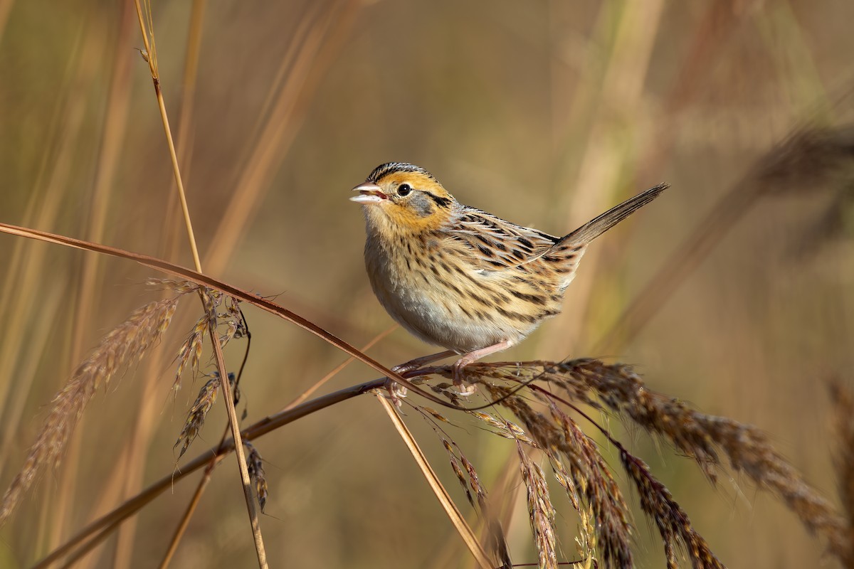 LeConte's Sparrow - ML491670991