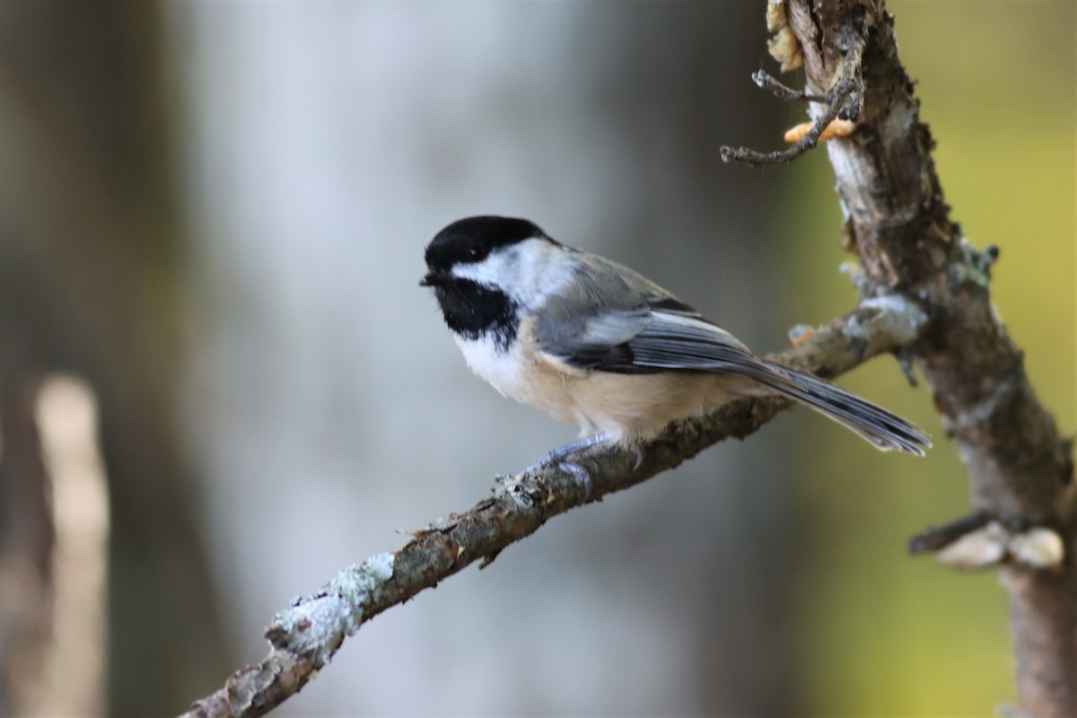 Black-capped Chickadee - ML491671411