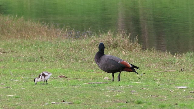 Paradise Shelduck - ML491671471