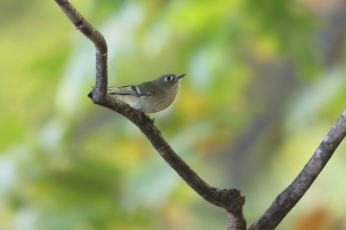 Ruby-crowned Kinglet - ML491671571