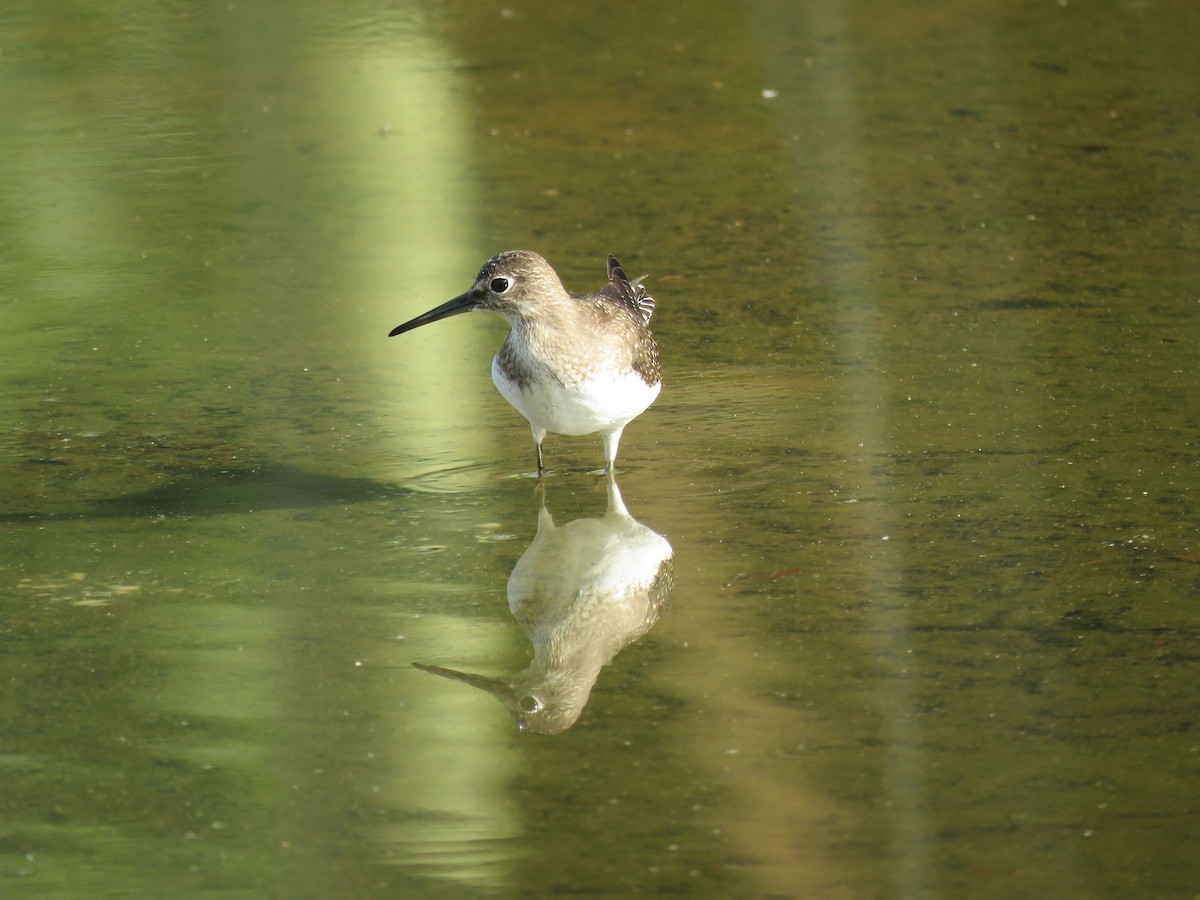 Solitary Sandpiper - ML491671601