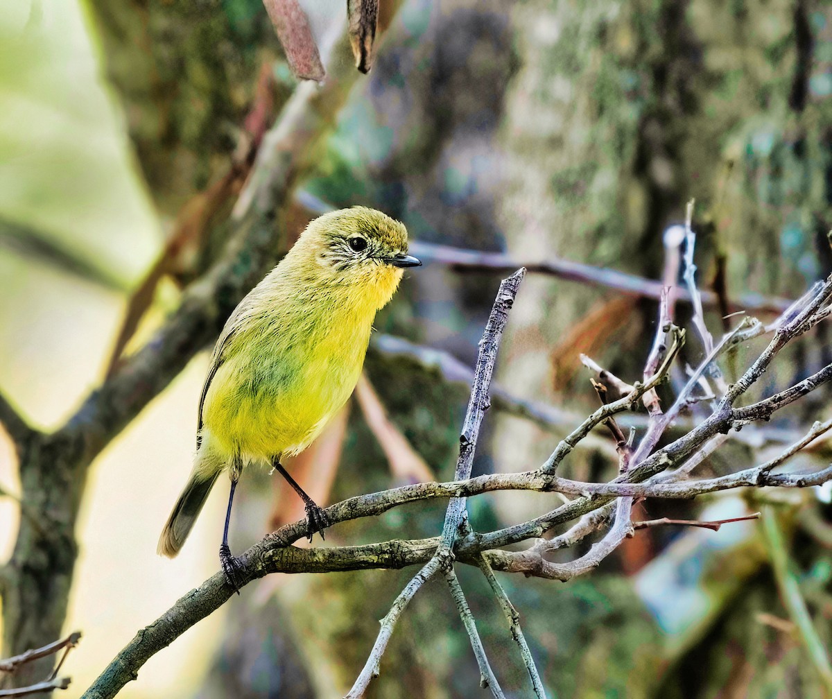 Yellow Thornbill - ML491672971