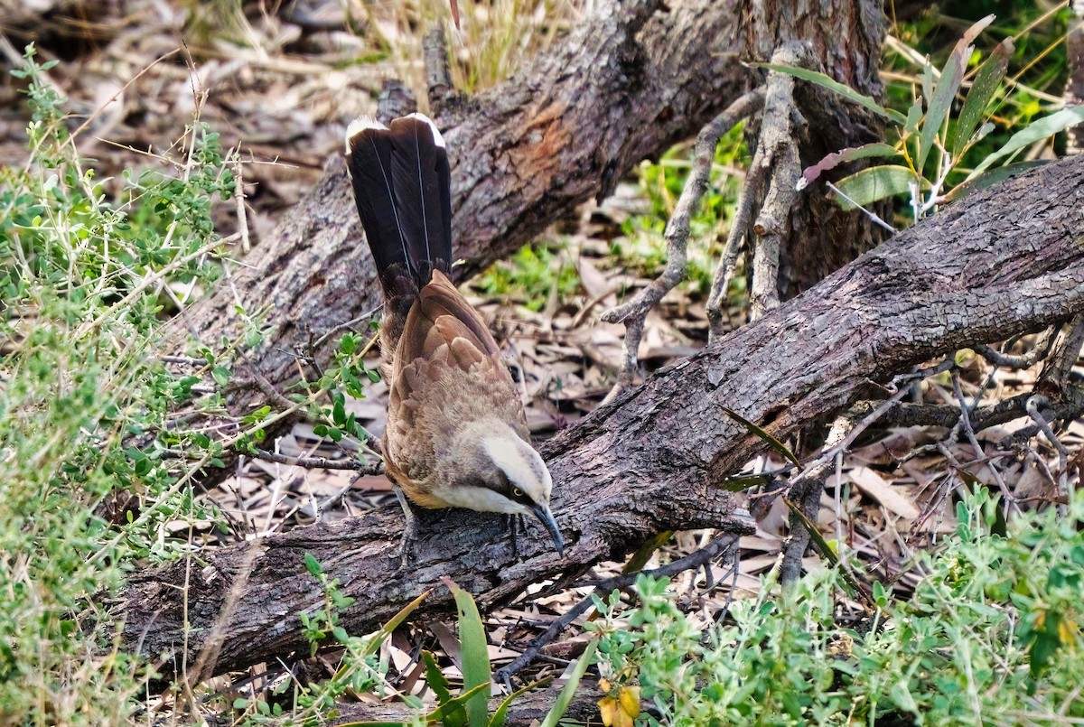 Gray-crowned Babbler - ML491673051