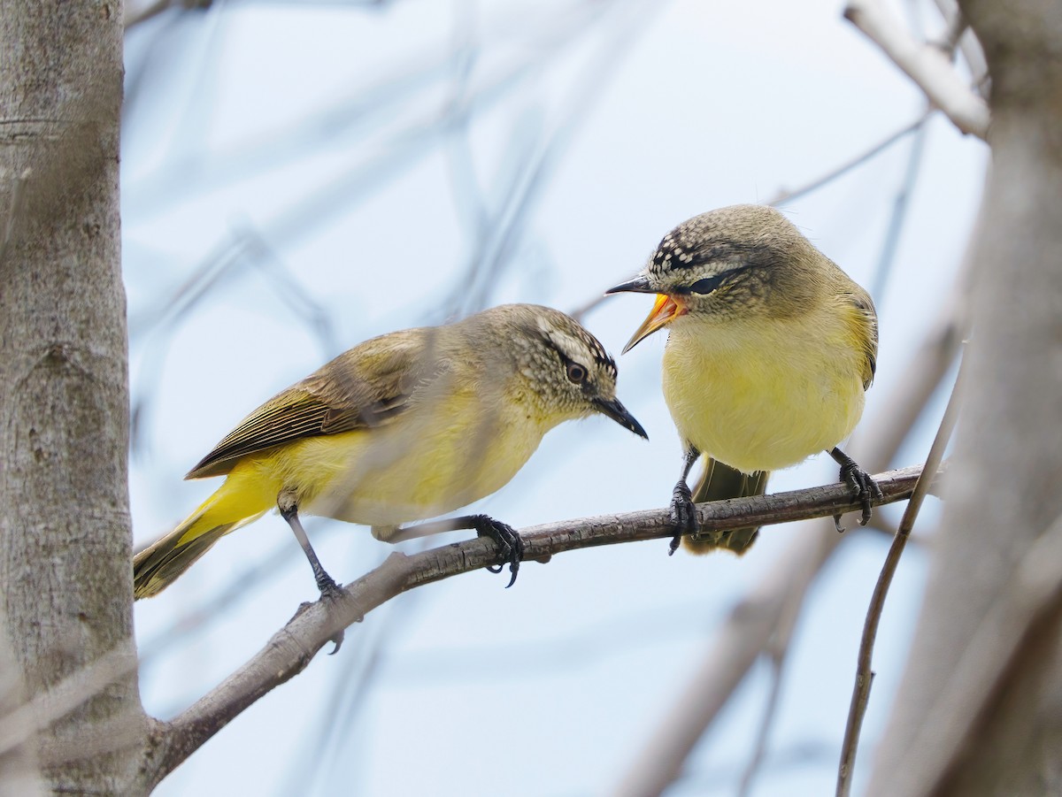 Yellow-rumped Thornbill - ML491673131