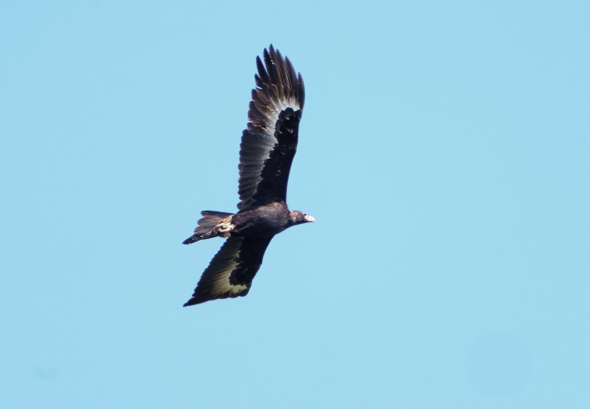 Wedge-tailed Eagle - ML491673161