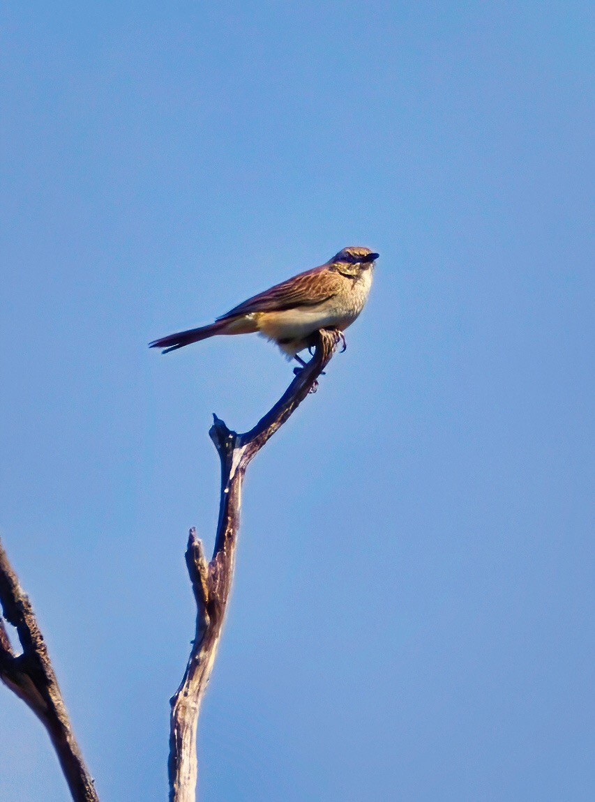 Rufous Songlark - ML491673401