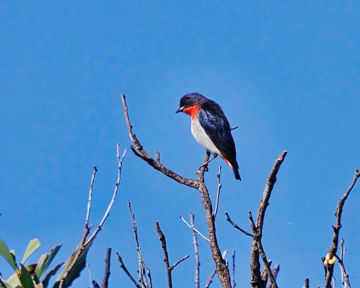 Mistletoebird - ML491673621