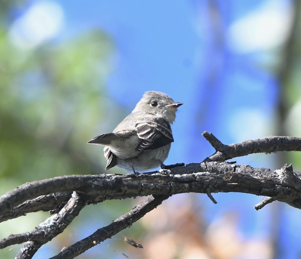 Eastern Wood-Pewee - ML491673701