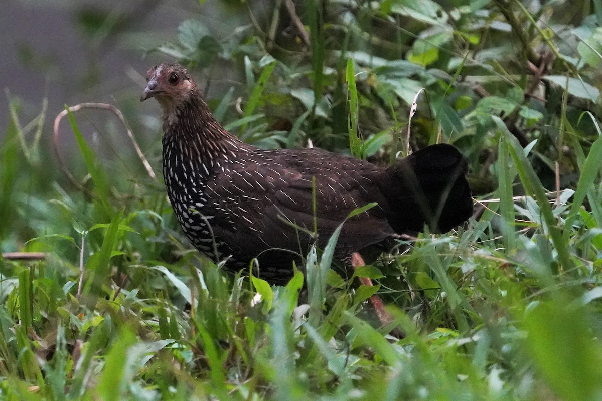 Gray Junglefowl - ML491674041