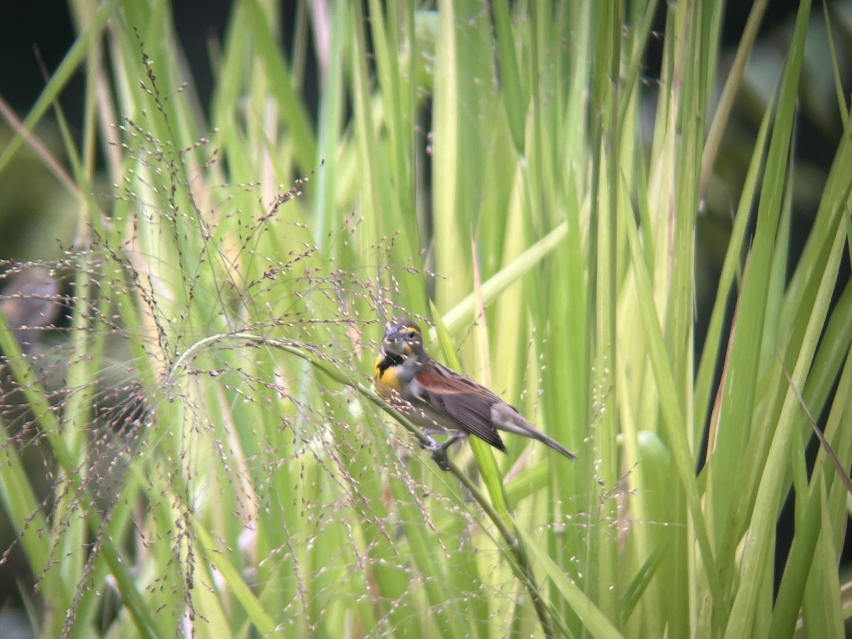 Dickcissel - ML491674141