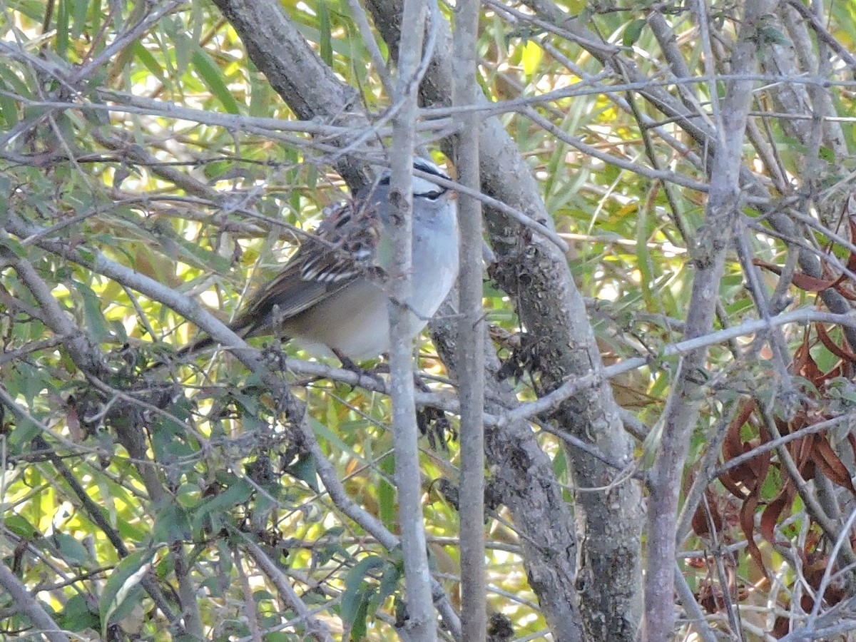 Bruant à couronne blanche - ML491674561