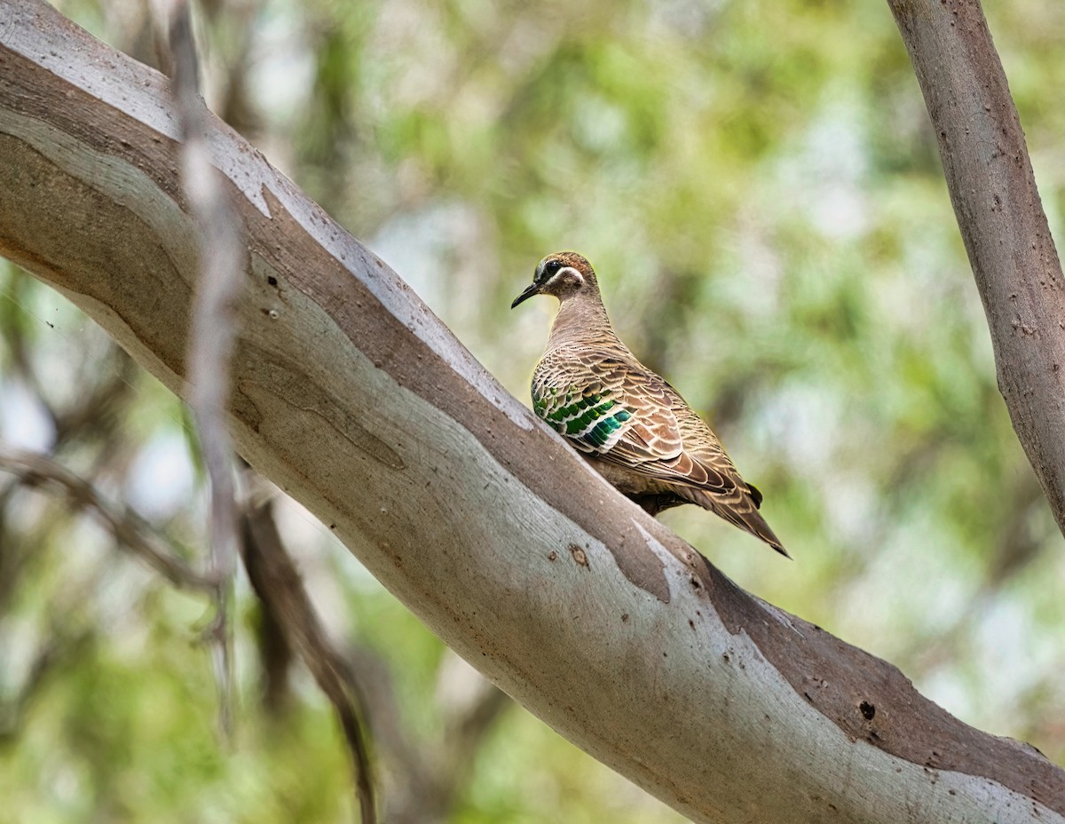 Common Bronzewing - ML491674851