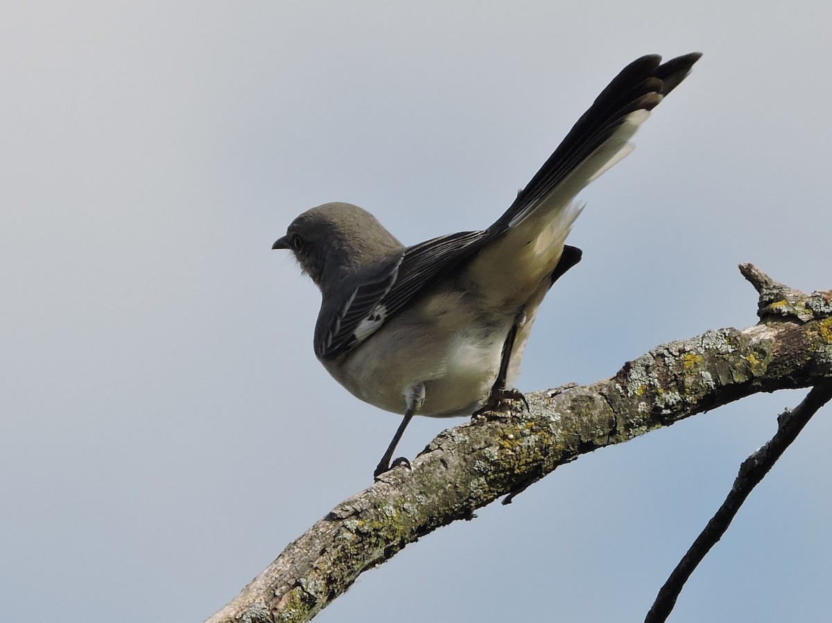 Northern Mockingbird - ML491675301