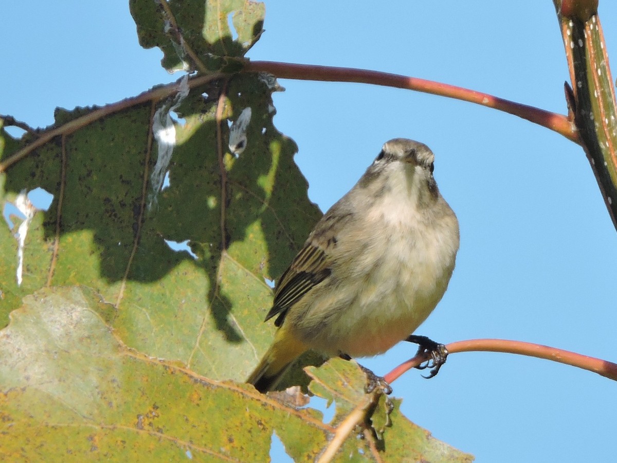 Palm Warbler - ML491675491