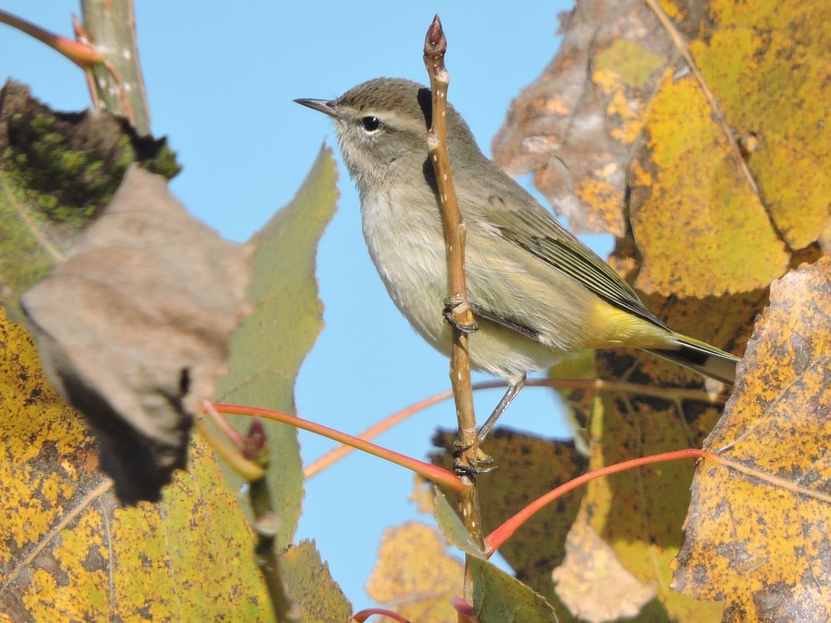 Palm Warbler - ML491675501